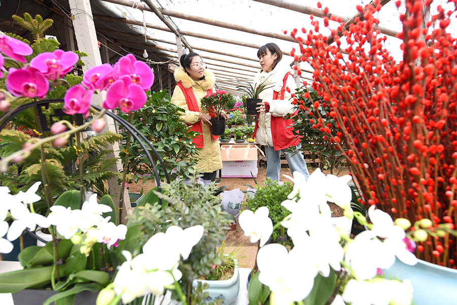 1月27日，阳谷县博济桥街道李楼村，客户在选购年宵花。 陈清林 摄