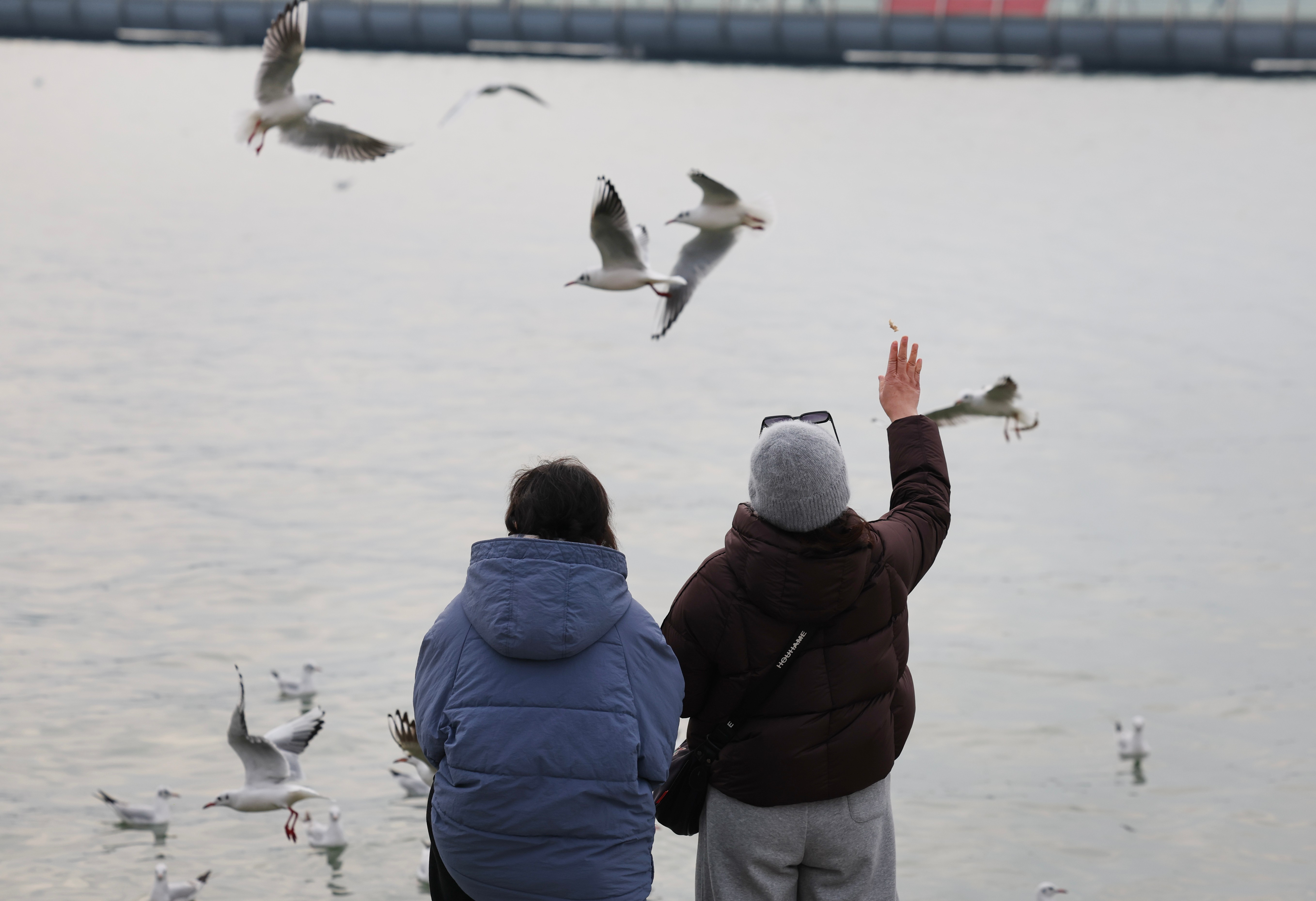 海鸥：徐州真好，明年还来