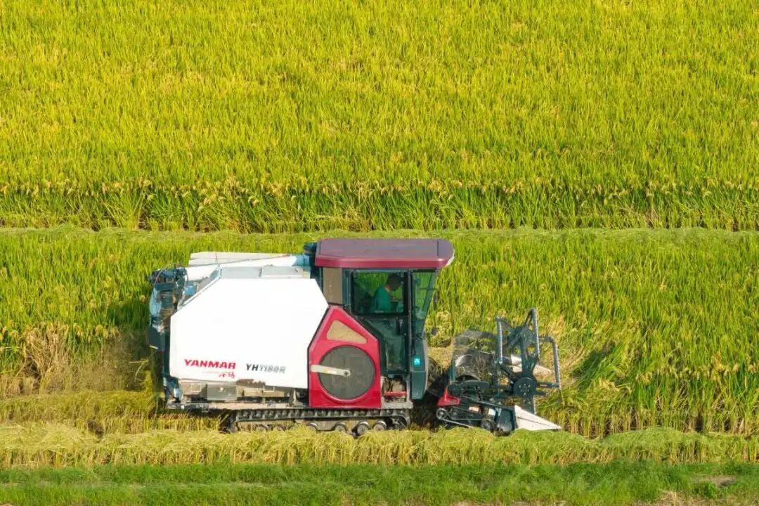 镇海晚稻喜迎丰收.jpeg