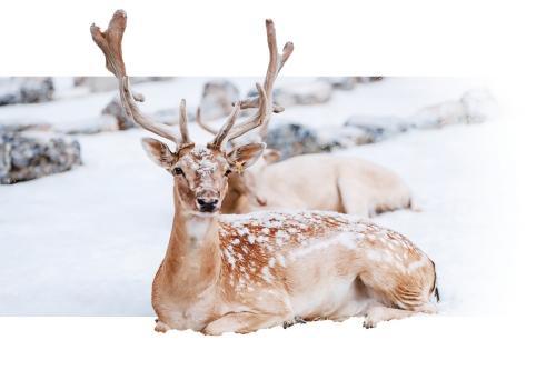 济南鲜花港杉林寻鹿。