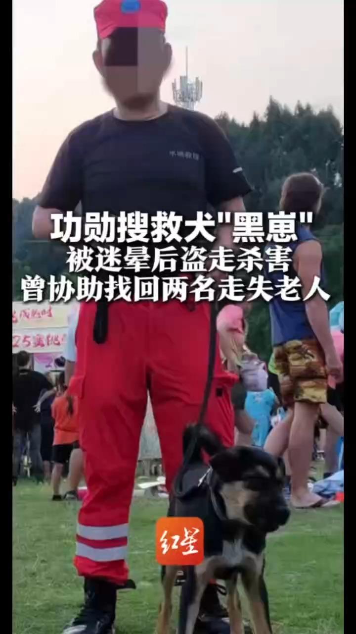 功勋搜救犬“黑崽”被迷晕后盗走杀害 曾协助找回两名走失老人 警方：嫌疑人已被抓获