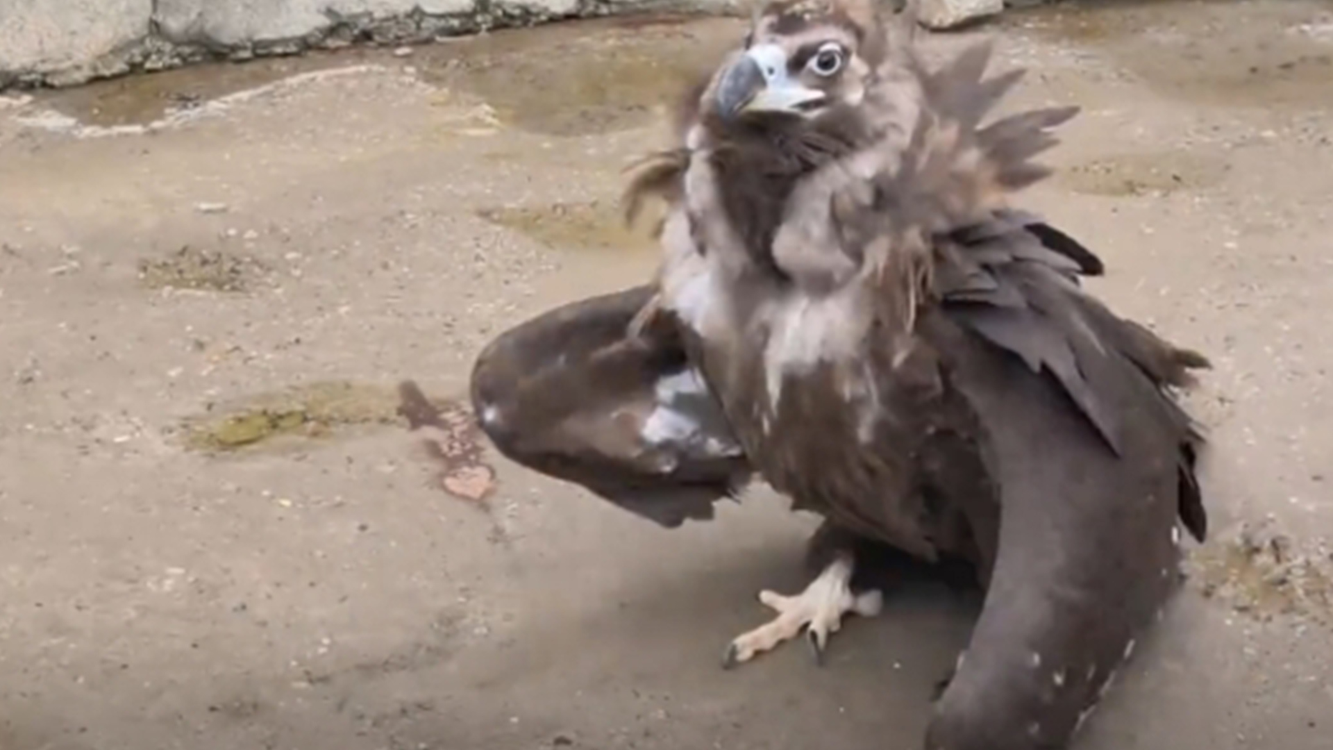 每天上班只有一分钟！动物园里的秃鹫蹦蹦跳跳上班，开开心心回笼，网友：原来《神雕侠侣》里的雕是写实派