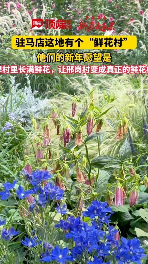 驻马店有个鲜花村！新年他们的愿望是……（顶端新闻记者 曾令统）#2026新春走基层 #河南dou知道