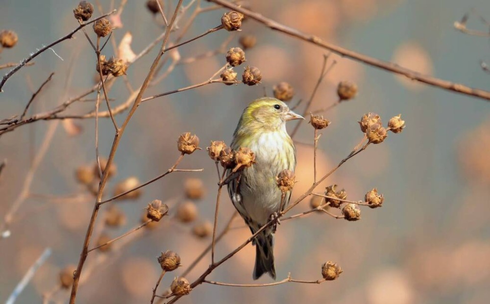 相思鸟、黄雀泰山林间觅食 萌态可掬超治愈