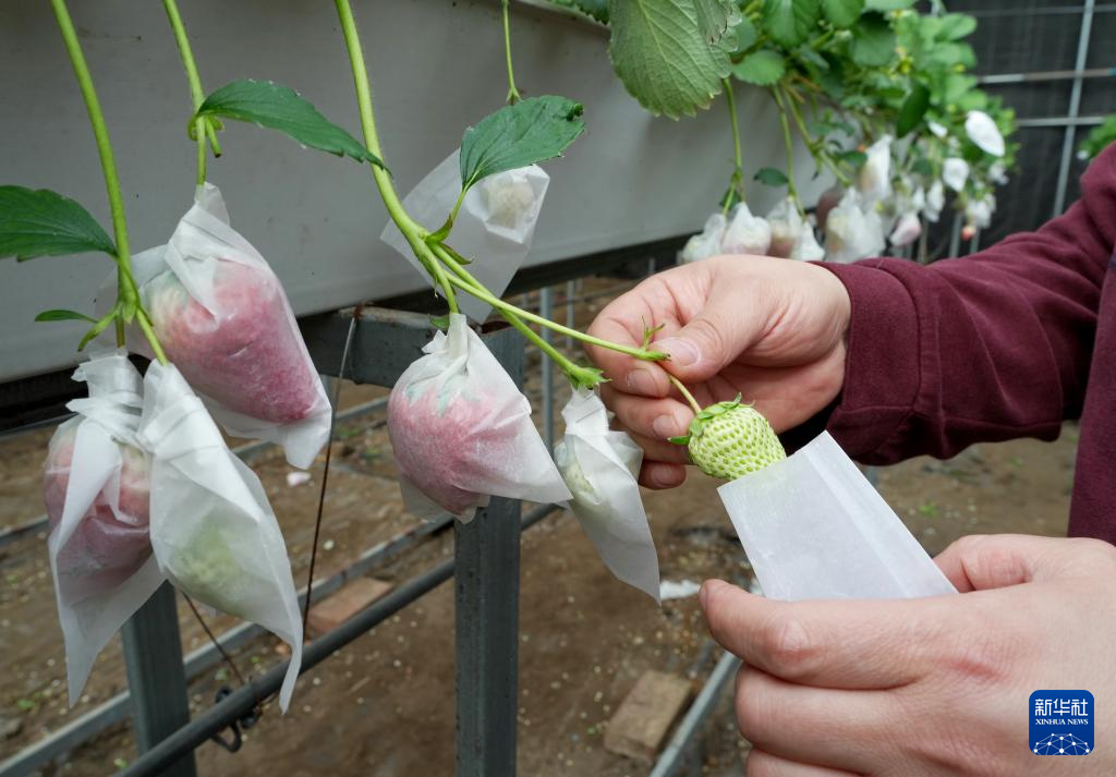 2月1日,河北省卢龙县下寨乡十八里铺村一家草莓种植合作社的社员在大棚内给草莓套袋。