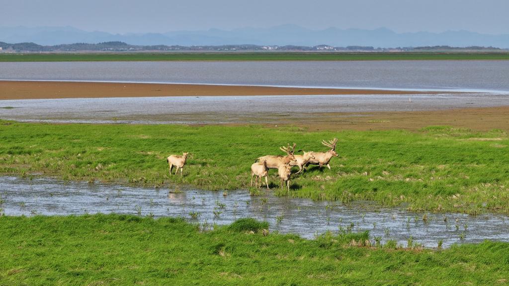 麋鹿在鄱阳湖湿地栖息（2024年3月26日摄）。新华社发（余奇文摄）