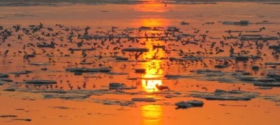 威海南海新区：冬日海湾迎“贵客”