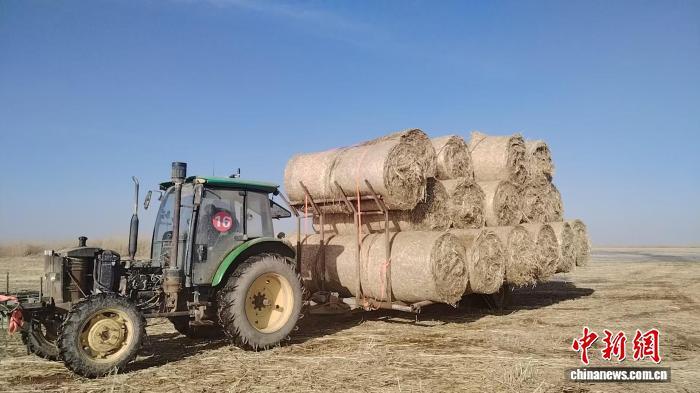 乌梁素海芦苇冬收新“算法” 昔日生态负担今成绿色资源