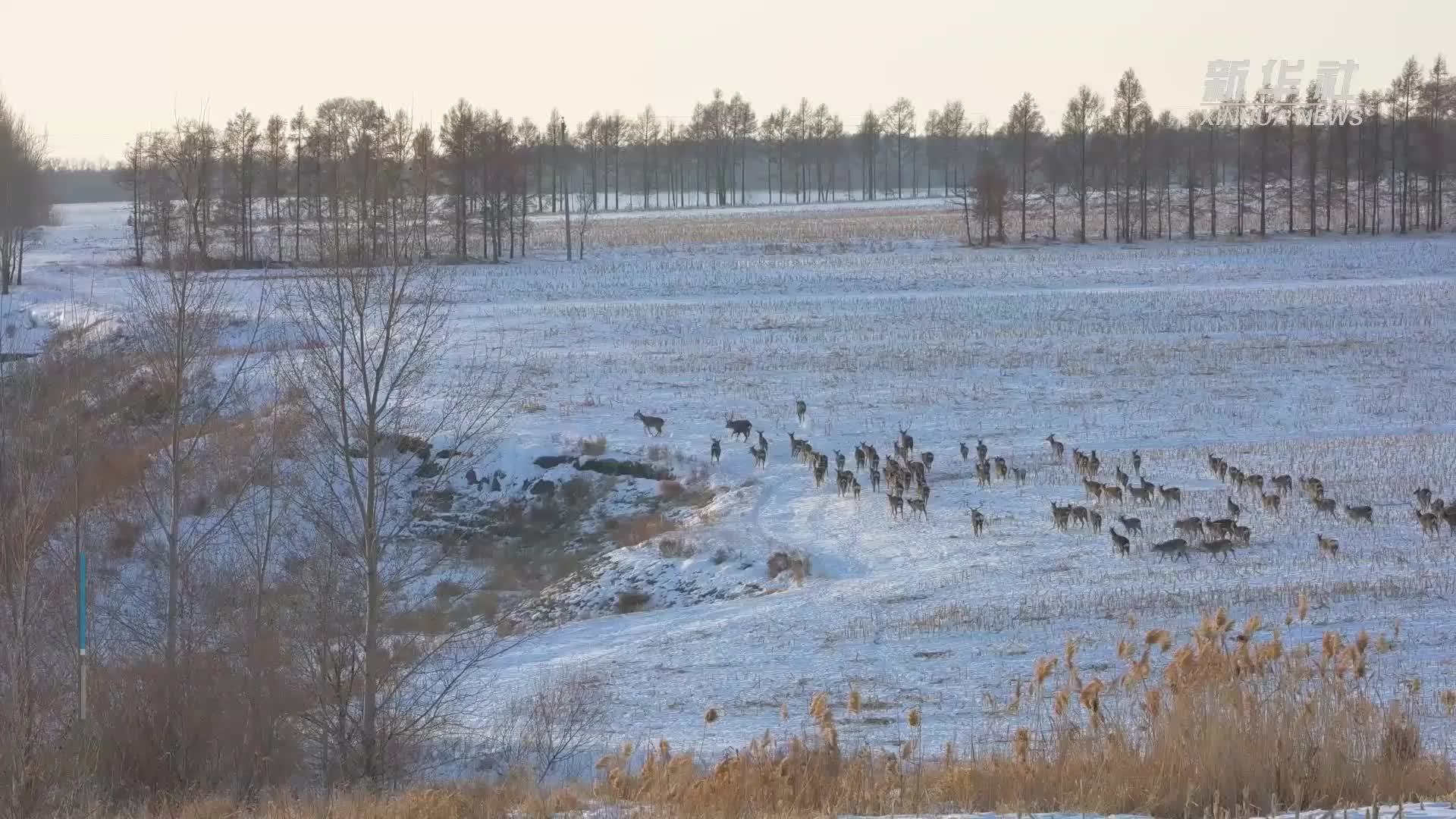 黑龙江：野生梅花鹿踏雪觅食添生趣