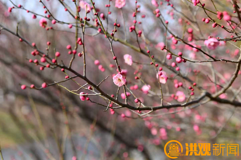 南昌梅花盛开引客来！这份赏梅地图请收好