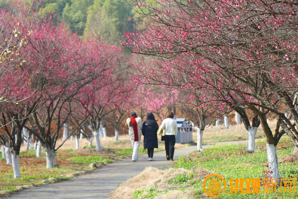 南昌梅花盛开引客来！这份赏梅地图请收好