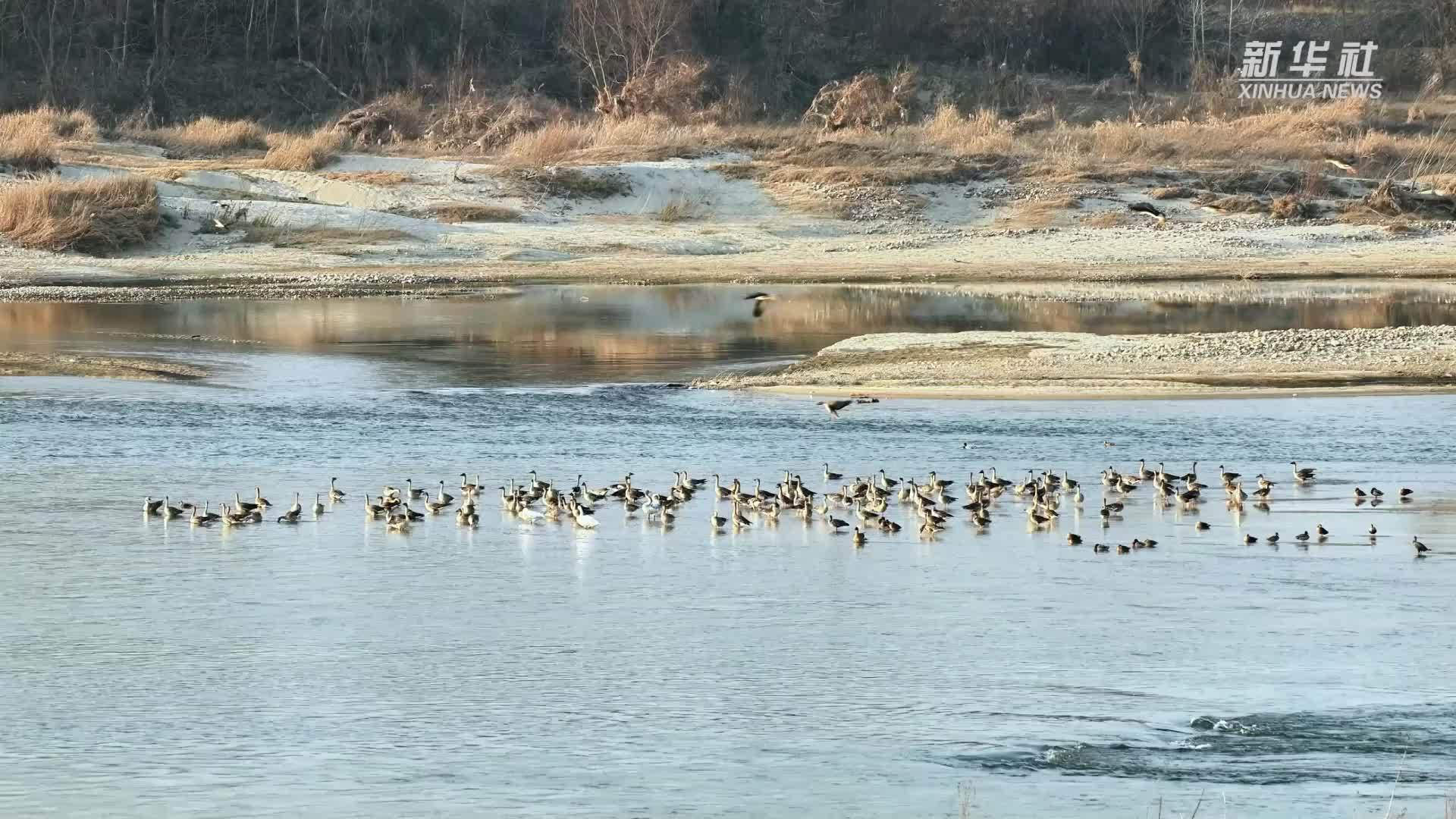 陕西汉江洋县段变身越冬候鸟乐园