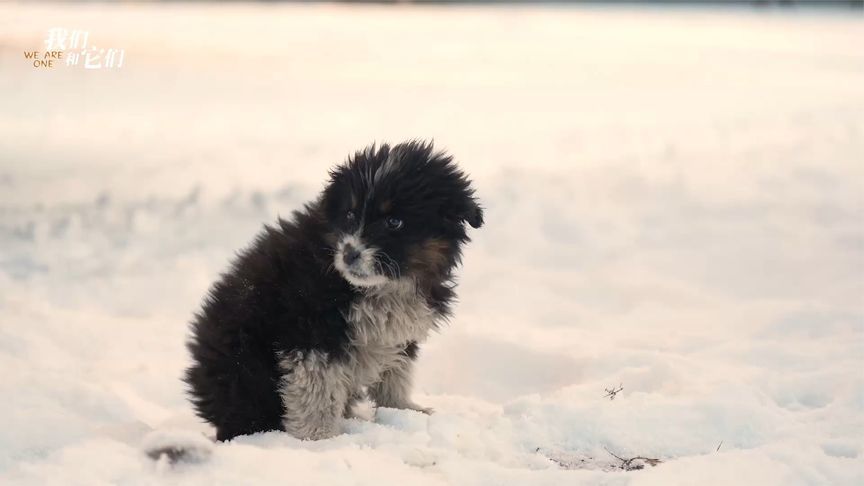 蒙古獒硬刚大体型家牛被赞“天选牧羊犬”，转头却被羊群吓到逃窜
