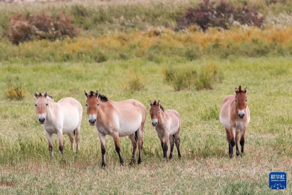 甘肃敦煌西湖国家级自然保护区内的普氏野马