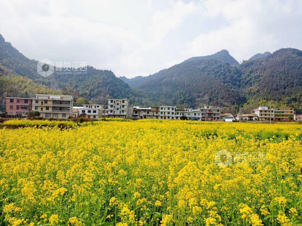 江西分宜：油菜花开春意浓（图）