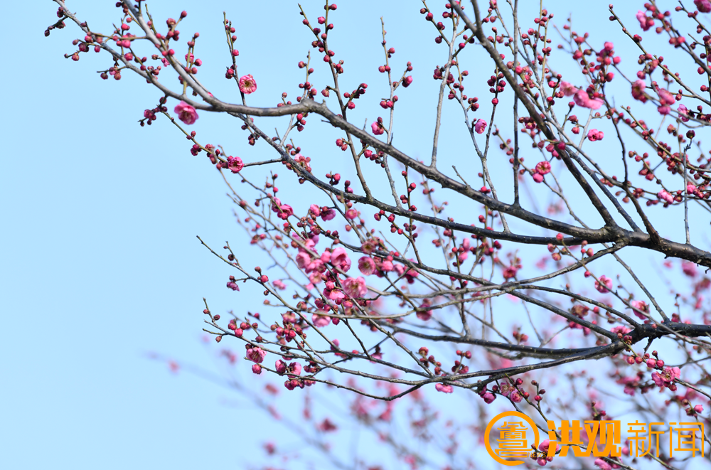 南昌梅花盛开引客来！这份赏梅地图请收好