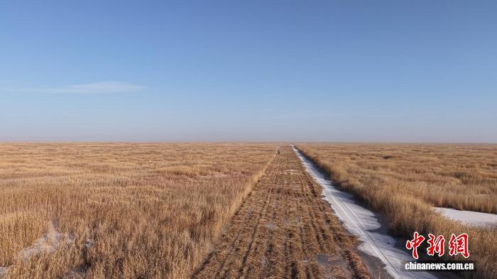 乌梁素海芦苇冬收新“算法” 昔日生态负担今成绿色资源