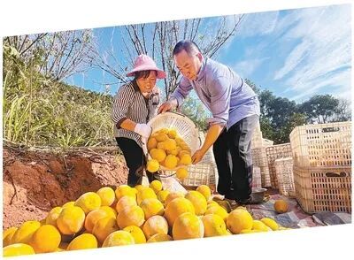 江西赣州市崇义县龙勾乡龙勾村脐橙喜获丰收。