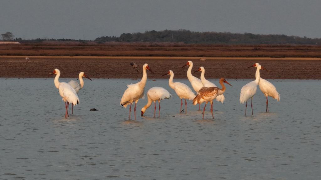 白鹤驻足鄱阳湖珍珠湖水域（2025年11月18日摄）。新华社发（余奇文摄）