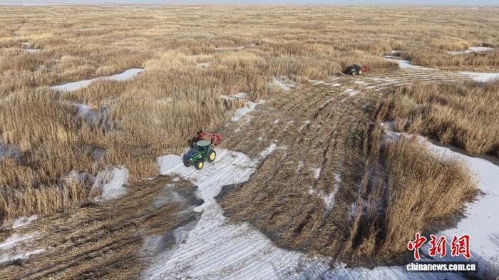 乌梁素海芦苇冬收新“算法” 昔日生态负担今成绿色资源