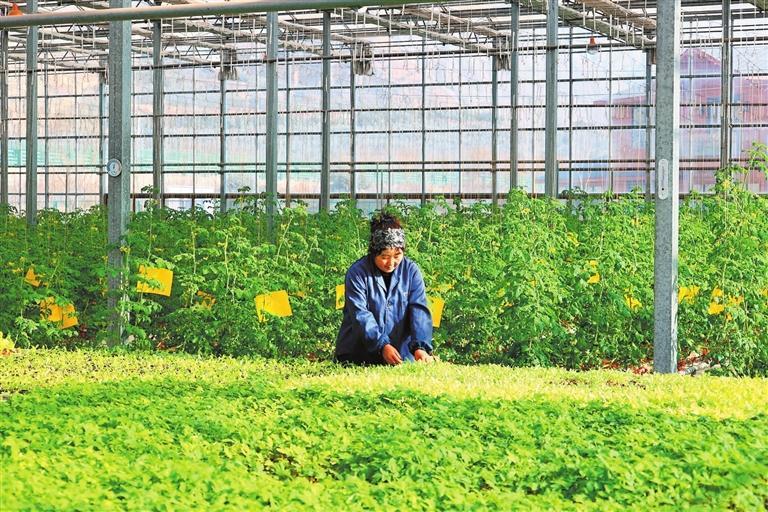 菜农正在管护蔬菜　本组图片均由新甘肃&middot;甘肃日报通讯员后斌玉摄