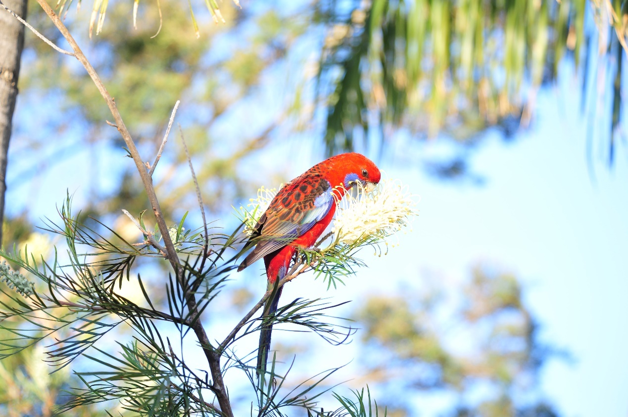 随笔 | 我的那些野生朋友们