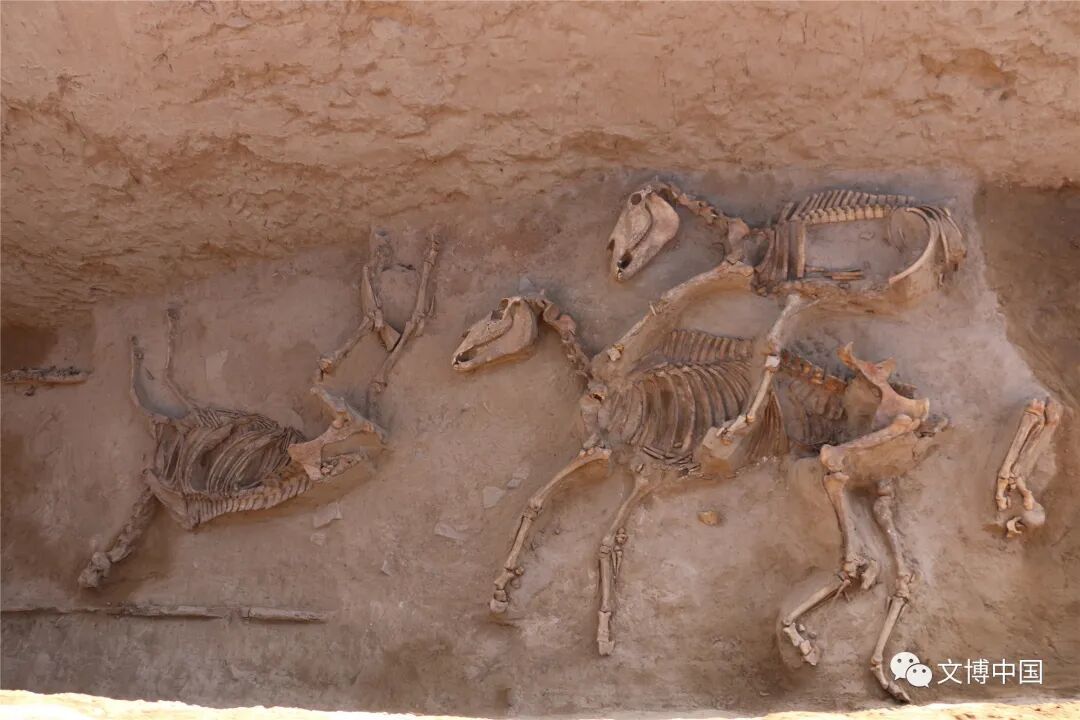 武威吐谷浑墓　马场滩M1墓道底部殉马