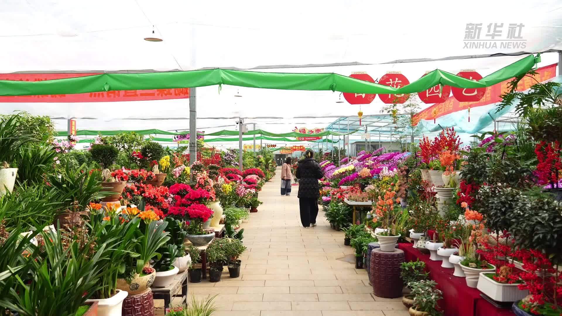 “大圣兰”走红 创意年宵花装扮节前市场