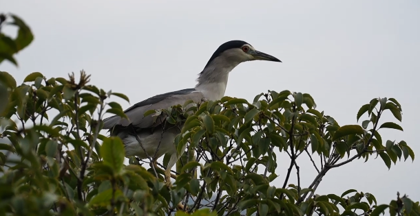 看，这只“夜师傅”回家啦！