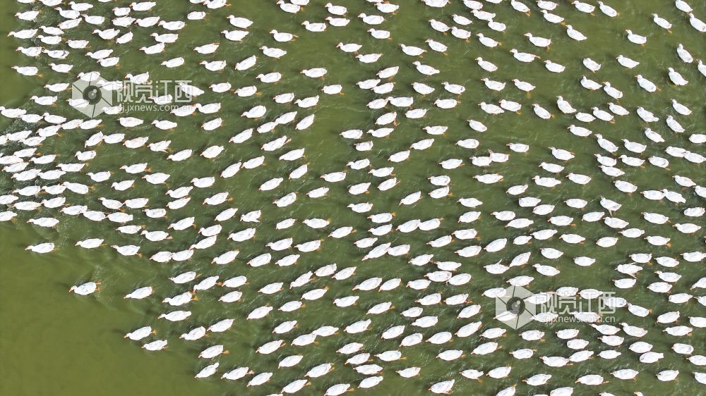 2026年2月3日，萍乡市湘东区排上镇陂田村的白鹅膘肥体健，即将出栏。