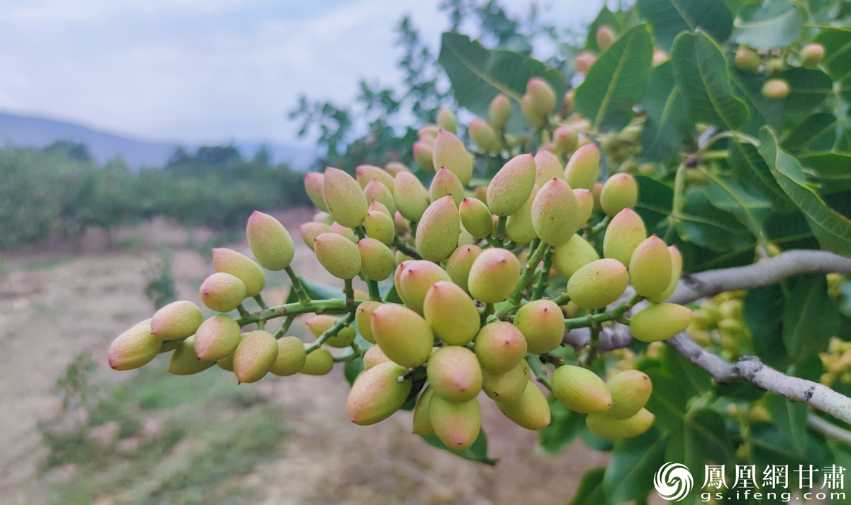甘肃省天水市甘谷县新兴镇谢家村开心果基地的开心果长势喜人　蒋旭明　摄