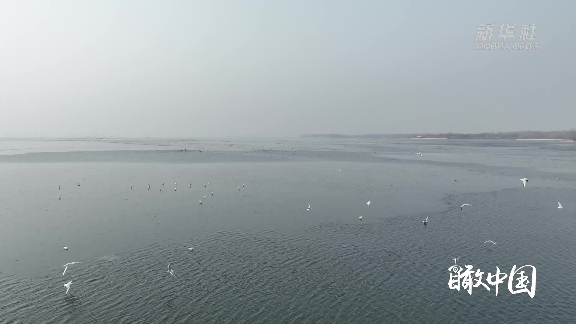 瞰中国｜河北石家庄：群鸥越冬生态美