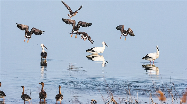 九江赤湖湿地：候鸟乐园（图）