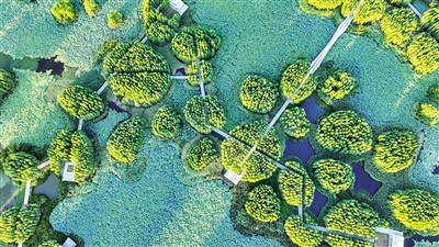 航拍视角下，鱼尾洲湿地公园景色别致