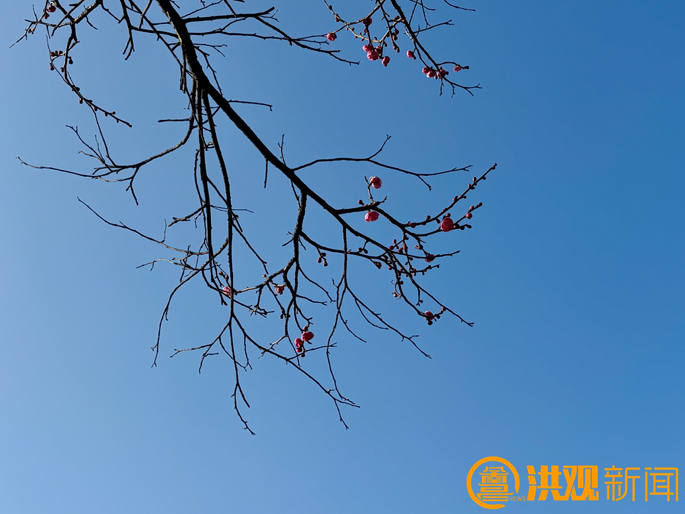 南昌梅花盛开引客来！这份赏梅地图请收好