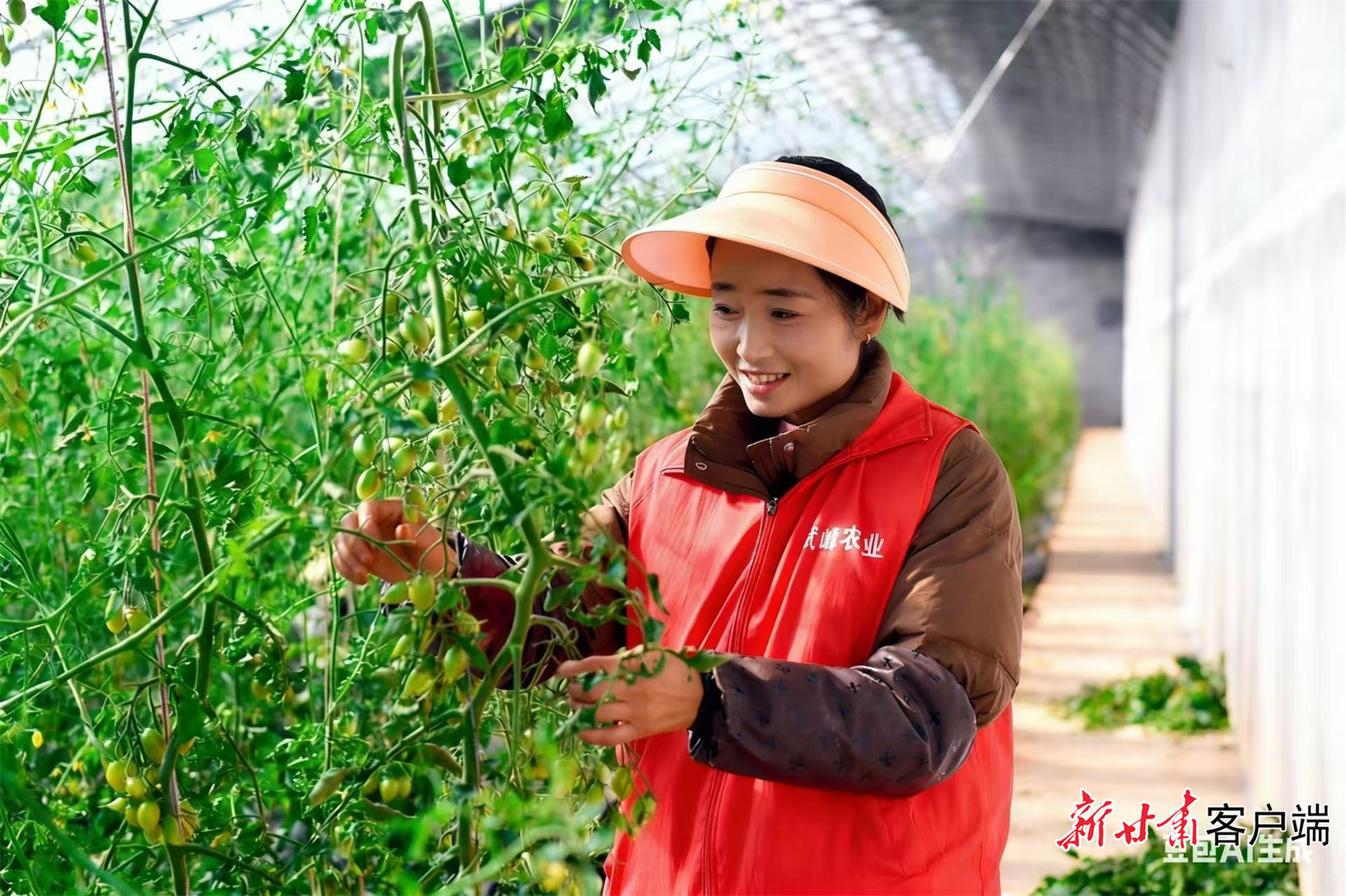 冶阿西牙在采摘小番茄　本文图片由新甘肃&middot;甘肃日报记者马伊星摄
