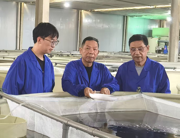 胡校军与鲍俊卿、曾鸣博士观察鳜鱼生长情况