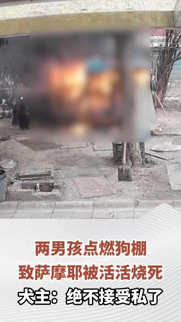 两男孩点燃狗棚致萨摩耶被活活烧死，男孩家长：愿意联合赔偿6000元。犬主：养了7年，绝不接受私了，要求其家长在业主群公开道歉