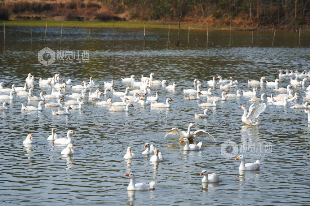2026年2月3日，萍乡市湘东区排上镇陂田村的白鹅膘肥体健，即将出栏。