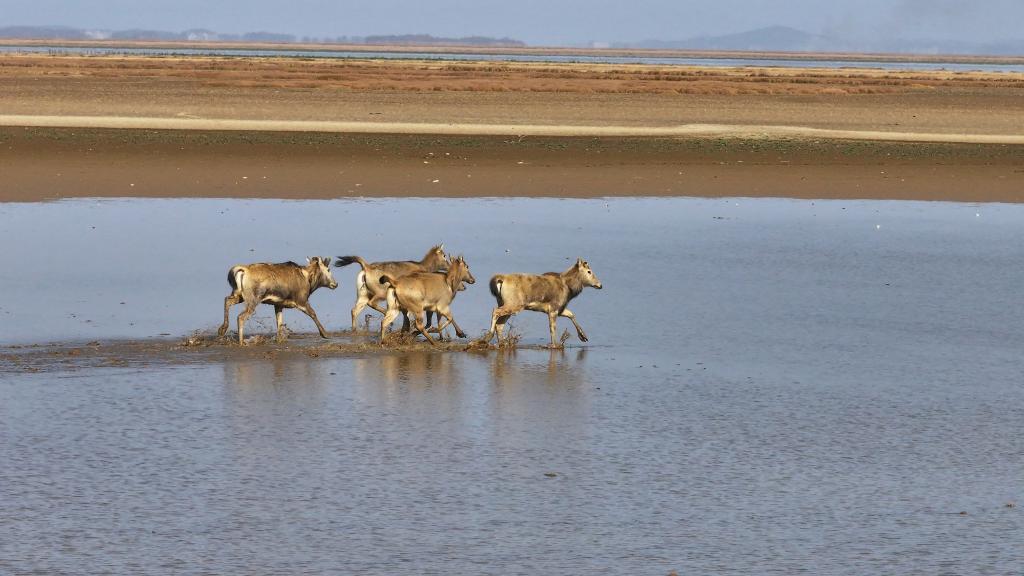 麋鹿在鄱阳湖湿地奔跑（2024年9月16日摄）。新华社发（余奇文摄）