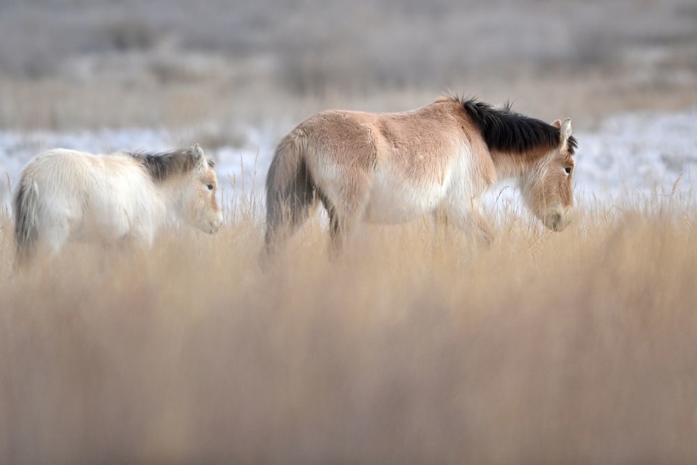 这是在甘肃敦煌西湖国家级自然保护区拍摄的普氏野马（2月5日摄）