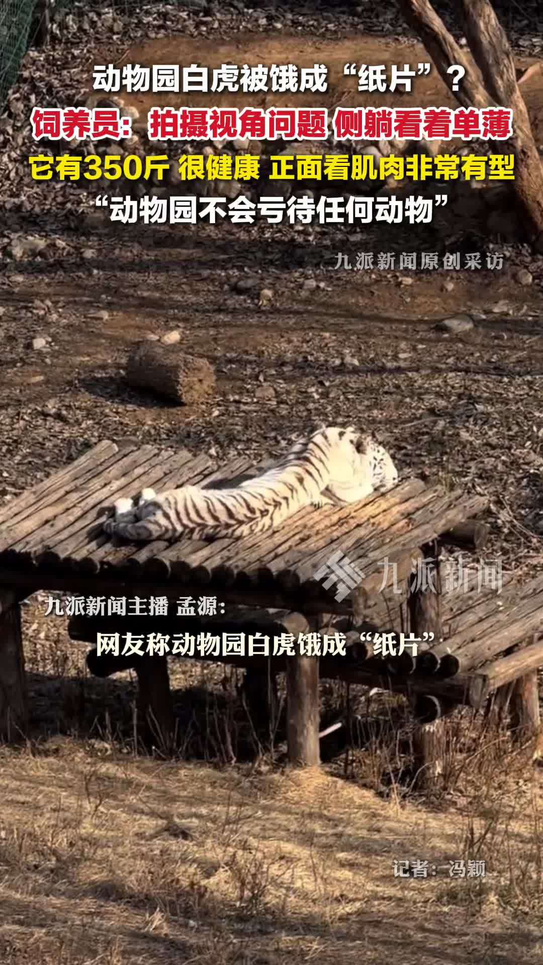 饲养员回应白虎被指瘦成纸片 ：它350斤，很健康，正面看肌肉有型