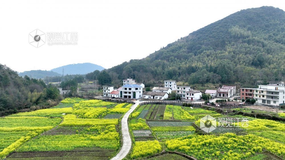 江西分宜：油菜花开春意浓（图）