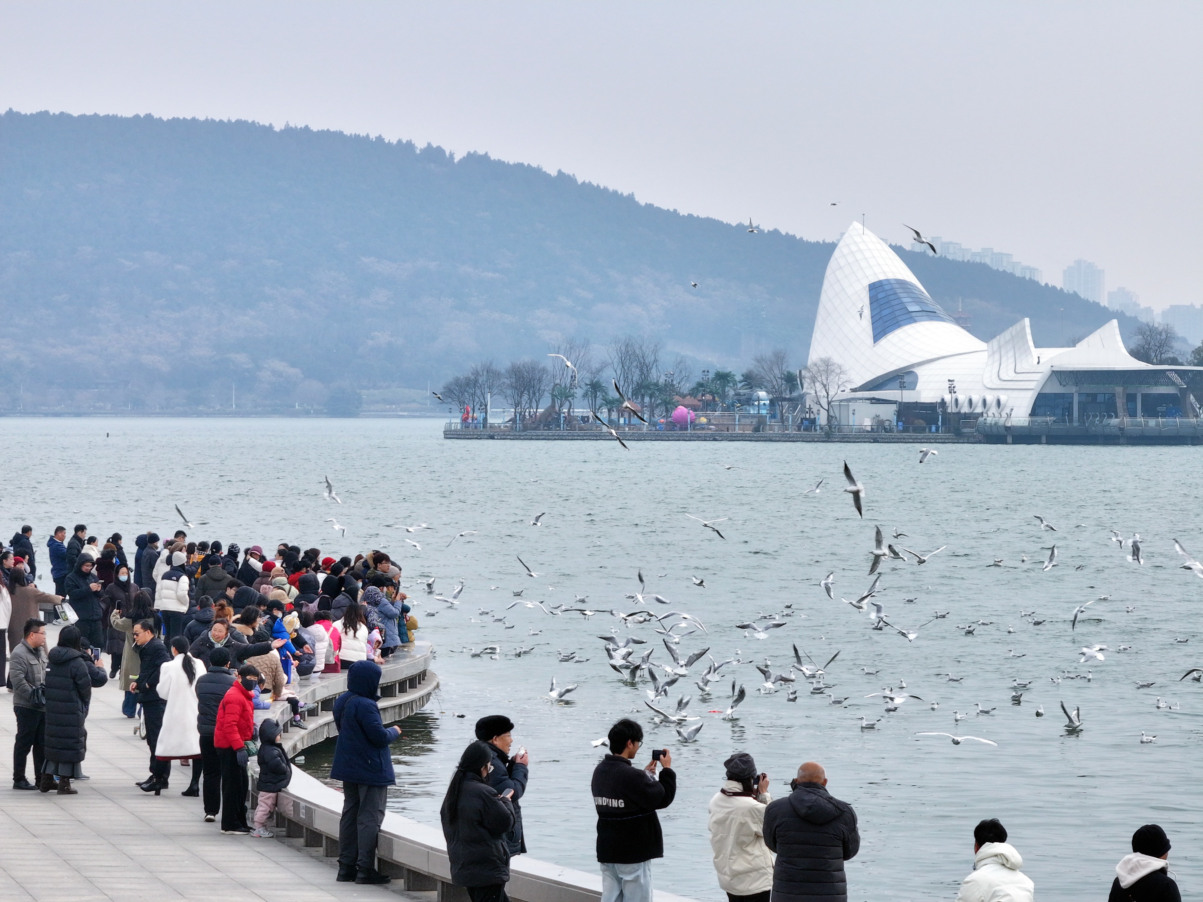 海鸥：徐州真好，明年还来