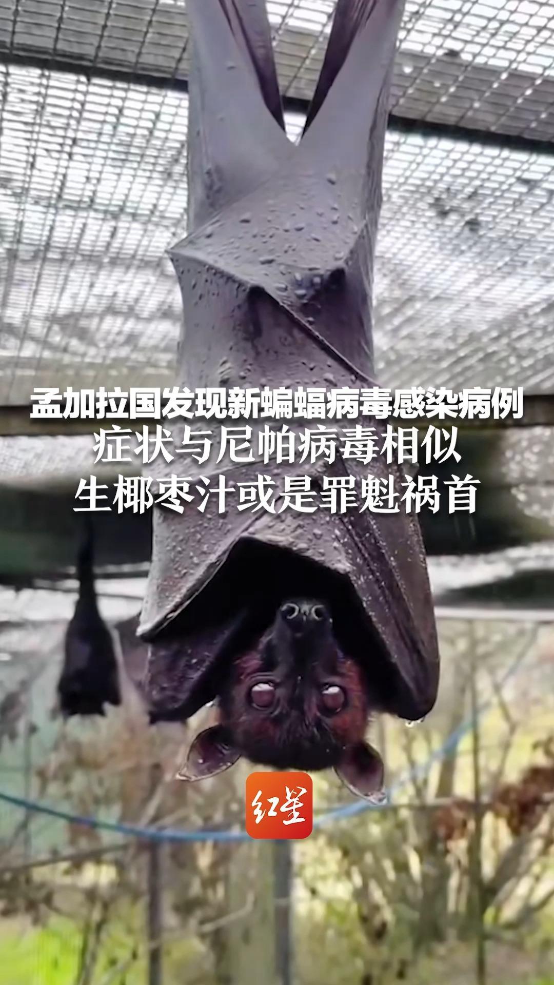 孟加拉国发现新蝙蝠病毒感染病例 症状与尼帕病毒相似 却极易漏诊 生椰枣汁或是罪魁祸首