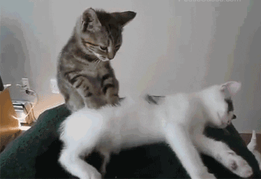 ▲图片来源:giphy