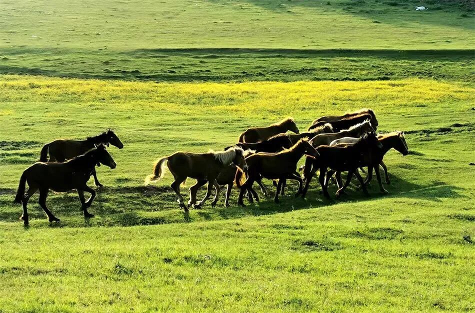 天水清水非子牧场