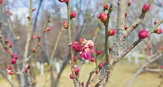 聊城凤凰苑植物园中的梅花含苞欲放   