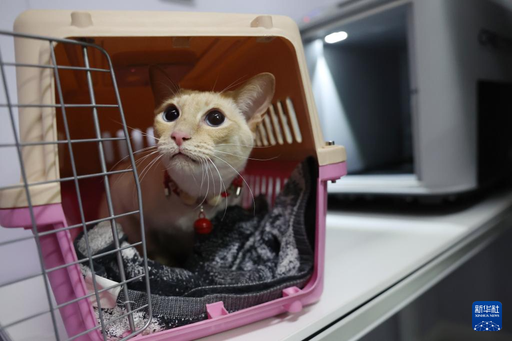 2月1日，一只小猫在中铁快运兰州西站营业部宠物交接区准备进入高铁宠物运输专用箱。