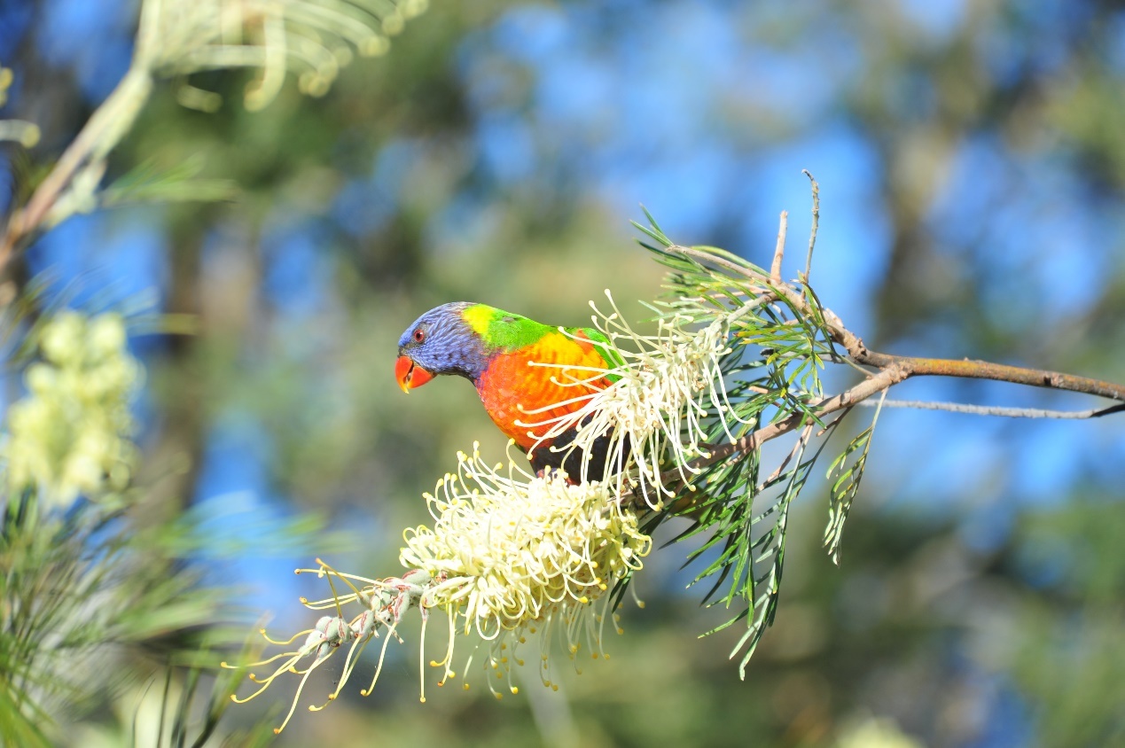 随笔 | 我的那些野生朋友们